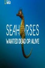 Watch National Geographic - Wild Seahorses Wanted Dead Or Alive Letmewatchthis