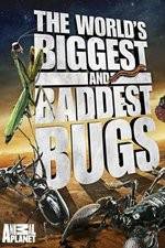 Watch Worlds Biggest and Baddest Bugs Letmewatchthis