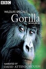 Watch Gorilla Revisited with David Attenborough Letmewatchthis
