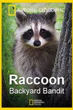Watch Raccoon: Backyard Bandit Letmewatchthis