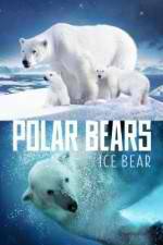 Watch Polar Bears Ice Bear Letmewatchthis