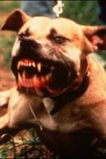 Watch Dogfighting Undercover Letmewatchthis