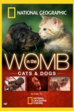 Watch National Geographic In The Womb Cats Letmewatchthis