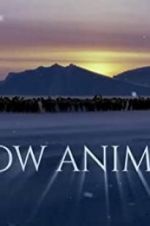 Watch Snow Animals Letmewatchthis