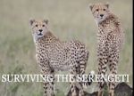 Watch Surviving the Serengeti Letmewatchthis