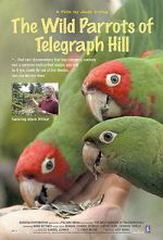 Watch The Wild Parrots of Telegraph Hill Letmewatchthis
