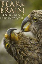 Watch Beak & Brain - Genius Birds from Down Under Letmewatchthis