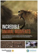 Watch Incredible Animal Moments Letmewatchthis