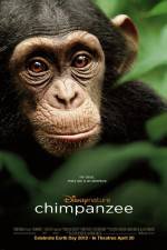 Watch Chimpanzee Letmewatchthis