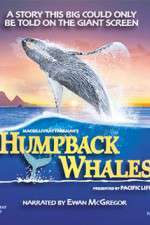Watch Humpback Whales Letmewatchthis