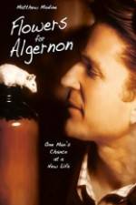 Watch Flowers for Algernon Letmewatchthis