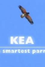 Watch Kea - The Smartest Parrot Letmewatchthis