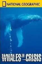 Watch National Geographic: Whales in Crisis Letmewatchthis