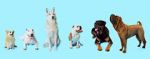 Watch How Dogs Got Their Shapes Letmewatchthis