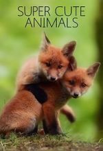 Watch Super Cute Animals Letmewatchthis