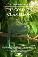 Watch Our Wonderful Nature - The Common Chameleon Letmewatchthis
