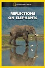 Watch Reflections on Elephants Letmewatchthis