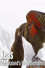 Watch Keas: New Zealand\'s Witty Daredevils Letmewatchthis