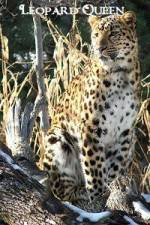 Watch National Geographic Leopard Queen Letmewatchthis