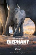 Watch Elephant Letmewatchthis