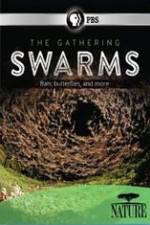Watch Nature The Gathering Swarms Letmewatchthis