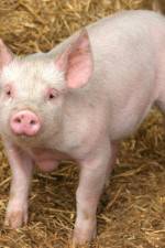 Watch Patent For A Pig: The Big Business of Genetics Letmewatchthis