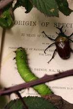 Watch Darwin's Struggle The Evolution of the Origin of Species Letmewatchthis