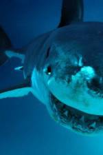 Watch National Geographic. Shark attacks investigated Letmewatchthis