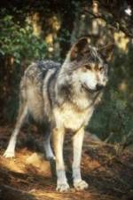 Watch National Geographic Wild - Inside the Wolf Pack Letmewatchthis