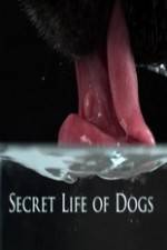 Watch Secret Life of Dog Letmewatchthis