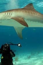 Watch Dive To Tiger Shark Central Letmewatchthis