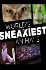 Watch World's Sneakiest Animals Letmewatchthis