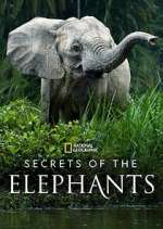Watch Secrets of the Elephants Letmewatchthis