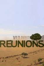 Watch Wild Animal Reunions Letmewatchthis