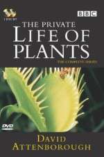 Watch The Private Life of Plants Letmewatchthis