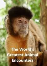 Watch World's Greatest Animal Encounters Letmewatchthis