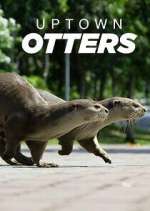 Watch Uptown Otters Letmewatchthis