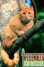 Watch Treetop Cat Rescue Letmewatchthis